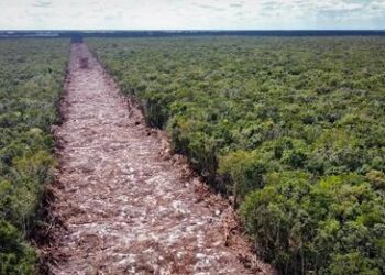 Piden asociaciones civiles parar tala de árboles en nueva ruta del Tramo 5 del Tren Maya