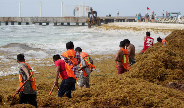 Recolección de sargazo nueva “moneda” para pagar faltas administrativas en Playa del Carmen