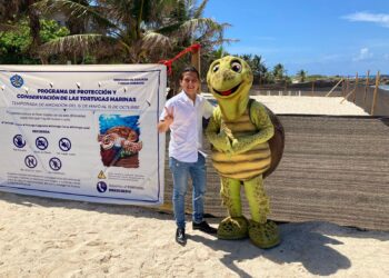 Refuerzan acciones de protección y vigilancia de la tortuga marina en Isla Mujeres