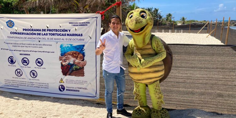 Refuerzan acciones de protección y vigilancia de la tortuga marina en Isla Mujeres