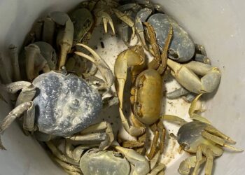 Inicia hoy la primera jornada de protección al Cangrejo Azul