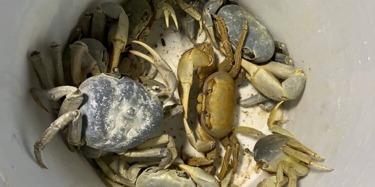 Inicia hoy la primera jornada de protección al Cangrejo Azul