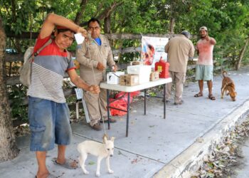 Avanza la Jornada de Vacunación Canina y Felina en Isla Mujeres