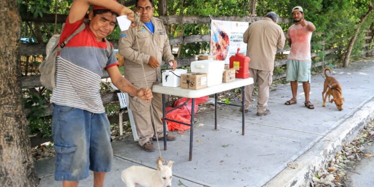 Avanza la Jornada de Vacunación Canina y Felina en Isla Mujeres