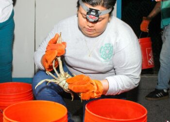 Insisten en la protección y conservación del Cangrejo Azul
