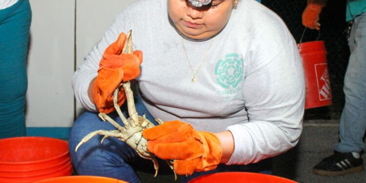 Insisten en la protección y conservación del Cangrejo Azul