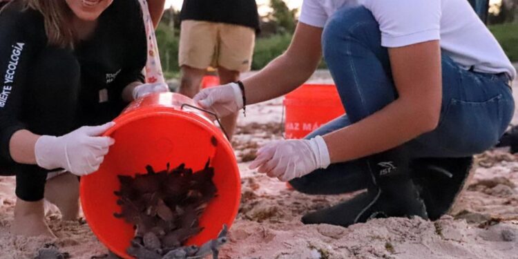 Atenea sigue comprometida con el bienestar y la protección de las tortugas