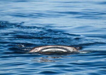 Inicia con “el pie derecho” la temporada de avistamiento del Tiburón Ballena en Isla Mujeres