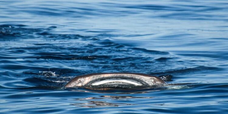 Inicia con “el pie derecho” la temporada de avistamiento del Tiburón Ballena en Isla Mujeres