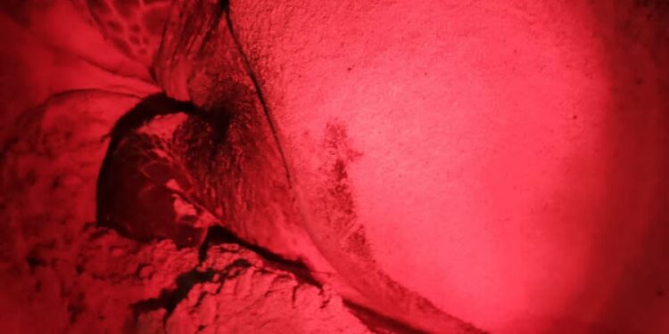 Arriba la primera tortuga de la temporada a las costas de Isla Mujeres