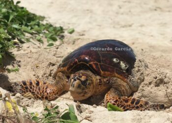 Reportan segundo desove de la Tortuga Carey en Isla Mujeres