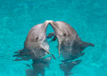 THE DOLPHIN COMPANY:  UNA EMPRESA SOCIALMENTE RESPONSABLE DESDE HACE 19 AÑOS