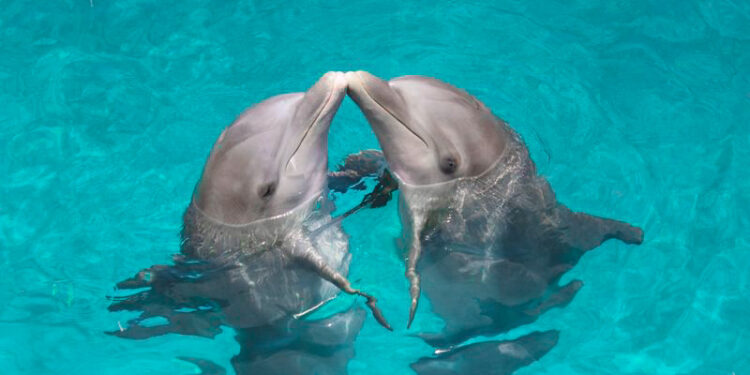 THE DOLPHIN COMPANY:  UNA EMPRESA SOCIALMENTE RESPONSABLE DESDE HACE 19 AÑOS