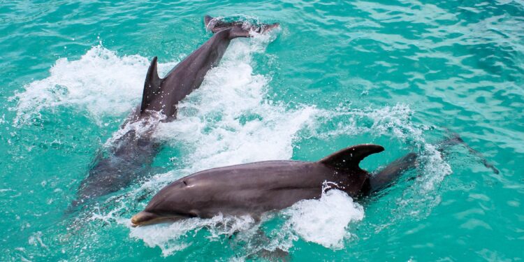 THE DOLPHIN COMPANY:  UNA EMPRESA SOCIALMENTE RESPONSABLE DESDE HACE 19 AÑOS