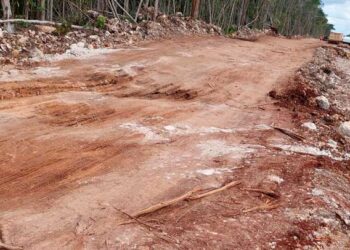 Denuncian Talan de árboles por Tren Maya en el tramo Cancún-Tulum