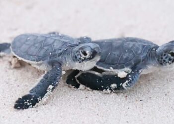 Isla Mujeres recibirá Premio Aire Libre Destino México por sus destacados proyectos ambientales