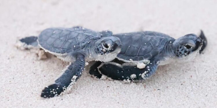 Isla Mujeres recibirá Premio Aire Libre Destino México por sus destacados proyectos ambientales