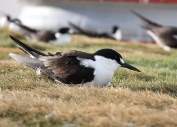 Arranca temporada del Charrán 2024 en Isla Mujeres