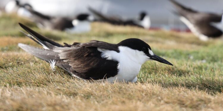 Arranca temporada del Charrán 2024 en Isla Mujeres