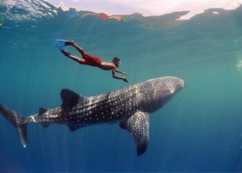 Un permiso por persona en Avistamiento del Tiburón Ballena: Vida Silvestre