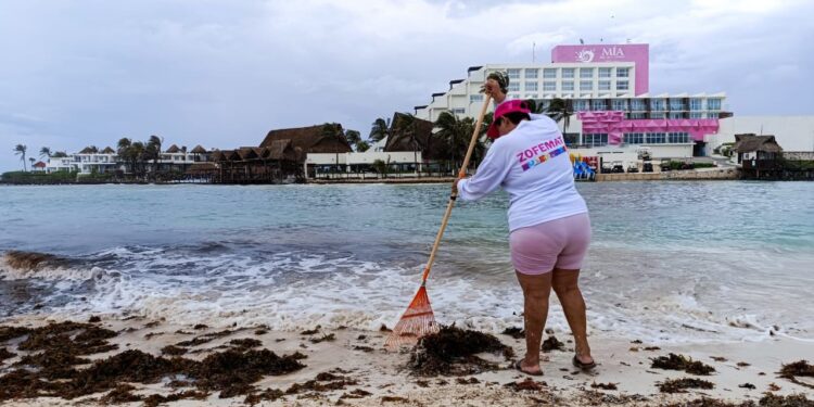 Gobierno de Isla Mujeres atiende recale atípico de sargazo en Playa Norte