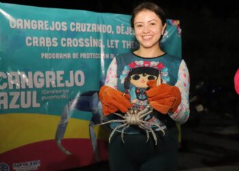 Arranca Jornada de Protección y Rescate del Cangrejo Azul en Isla Mujeres