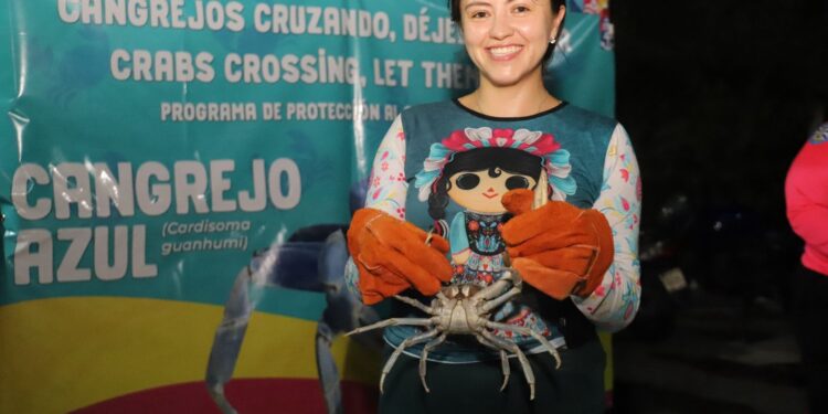 Arranca Jornada de Protección y Rescate del Cangrejo Azul en Isla Mujeres