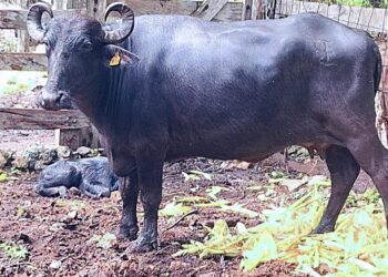 Alicia Ricalde Magaña asume presidencia del DIF Isla Mujeres