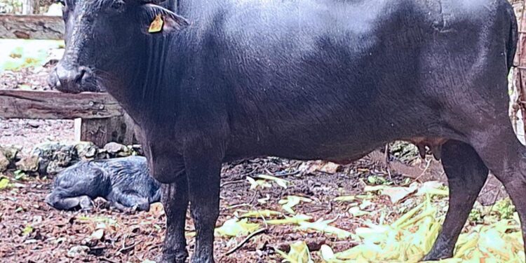 Alicia Ricalde Magaña asume presidencia del DIF Isla Mujeres