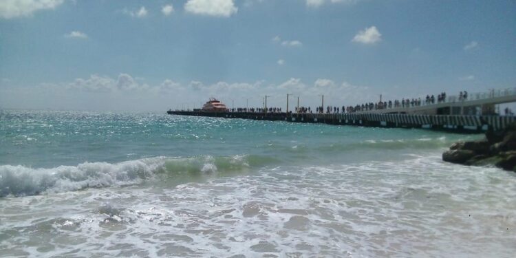 Emiten alerta náutica por arribo tiburones toro en Playa del Carmen