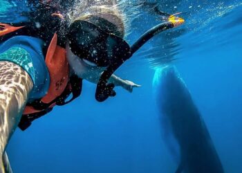 Confían en que esta temporada del tiburón ballena será mejor a la anterior