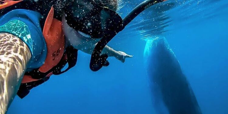 Confían en que esta temporada del tiburón ballena será mejor a la anterior