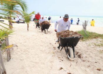 Atienden oportunamente recale atípico de sargazo en Isla Mujeres