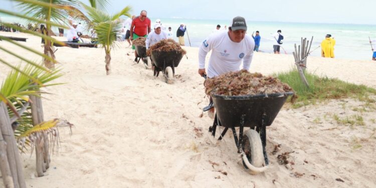 Atienden oportunamente recale atípico de sargazo en Isla Mujeres