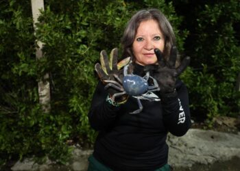 Gobierno Municipal realiza la Segunda Jornada de Protección y Rescate del Cangrejo Azul en Isla Mujeres